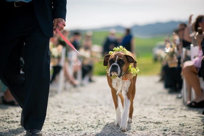 Wedding photography by Jonathan Roberts at Edna Valley in San Luis Obispo