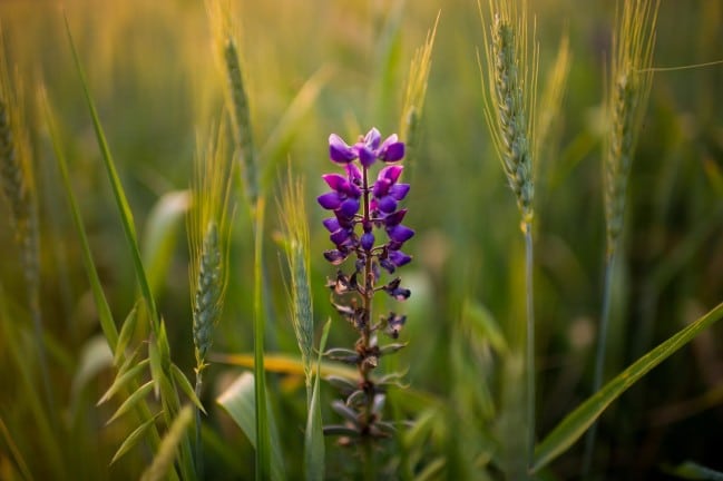 Wedding photography by Jonathan Roberts at Edna Valley in San Luis Obispo