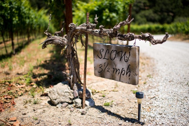 Wedding photography by Jonathan Roberts at Lago Giuseppe Winery in Templeton